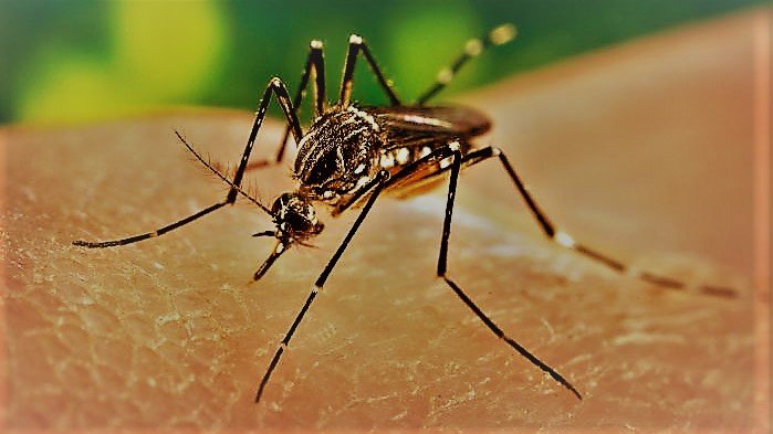 Aedes aegypti Nyamuk Demam Berdarah