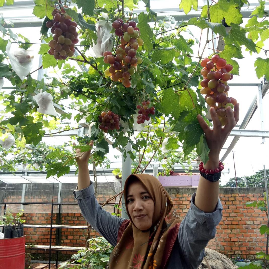 Novi Nindy pemilik agrowisata anggur Bima Zacky