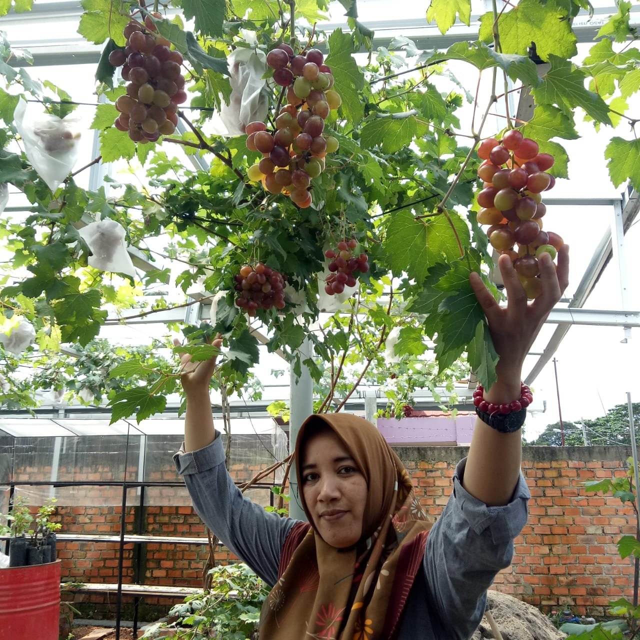 Novi Nindy pemilik agrowisata anggur Bima Zacky