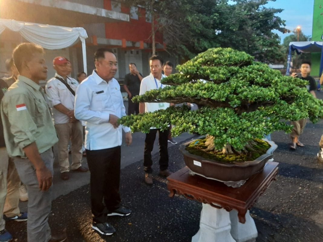 Bupati Lahat Bangga Tanaman Asli Lahat Banyak Diminati Pebonsai