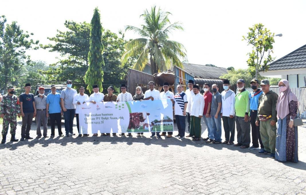 PTBA Salurkan 100 Sapi untuk Kurban di hari raya Idul Adha
