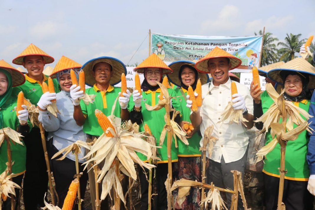 Petani Rambang Niru Bisa Panen Jagung Berkat Bantuan CSR Perusahaan Ini