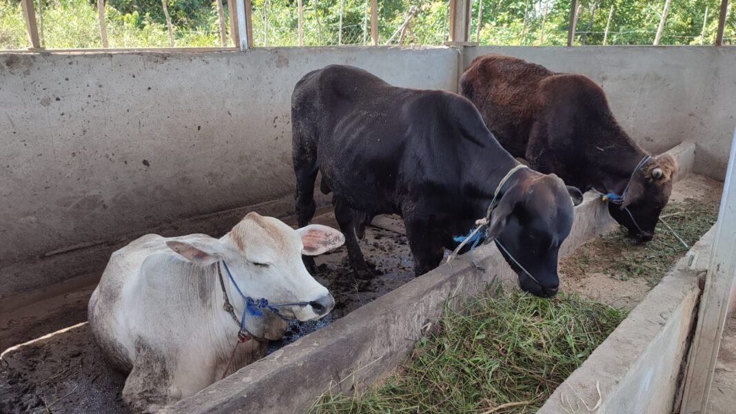 fasilitas peningkatan peternakan